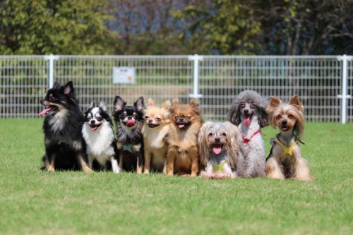 犬