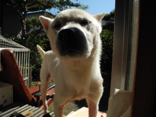 紀州犬