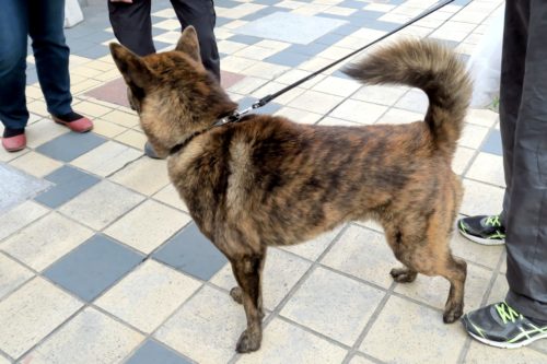 甲斐犬