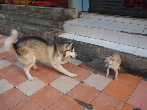 野良犬