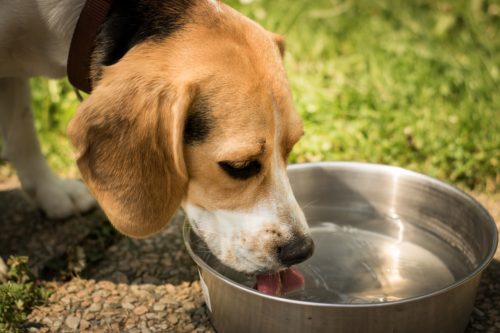 水 犬