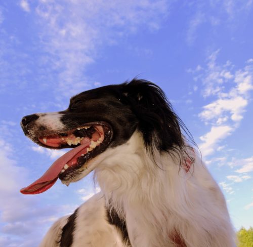 犬 呼吸