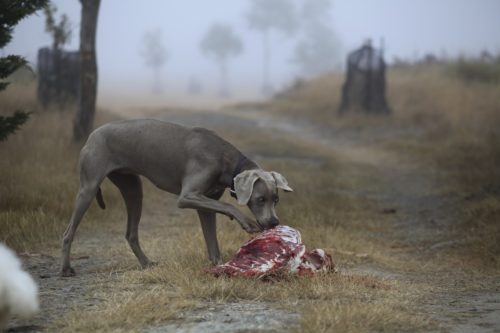 犬 肉