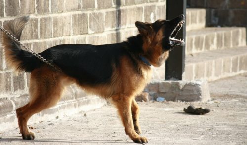 犬 吠える