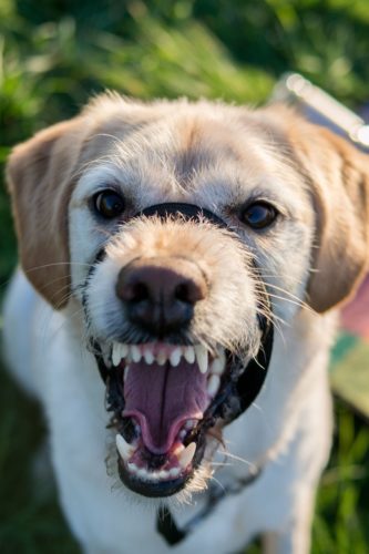 犬 歯