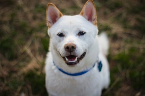 北海道犬