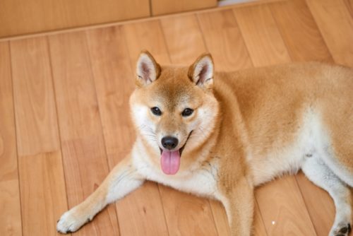 【柴犬の肥満対策】肥満度チェック・ダイエット方法・病気のリスク