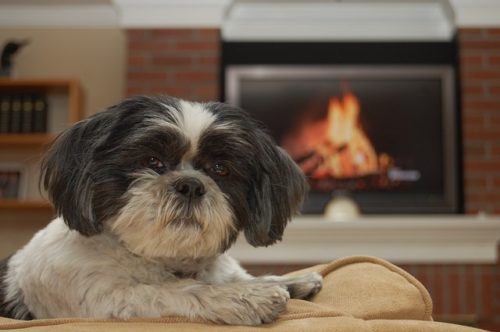 【初心者さん向け】シーズーの飼い方は？価格や必要なものも