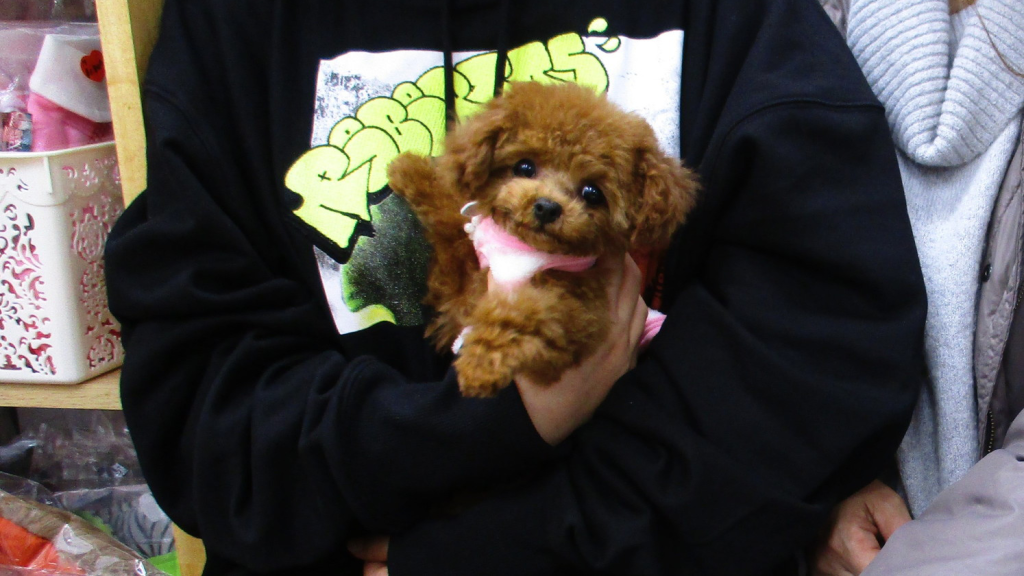 toy-poodle