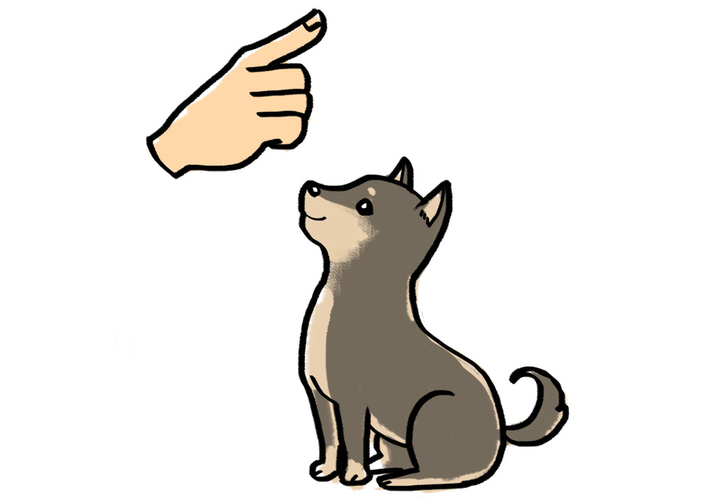 初めて犬を飼う方へのヒント