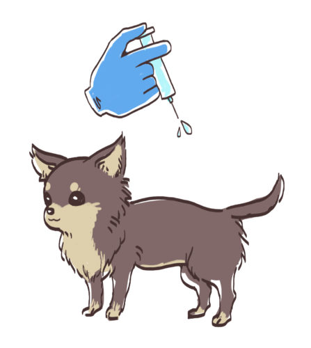 初めて犬を飼う前に知っておきたい 必要な準備と心構え ブリーダーナビ