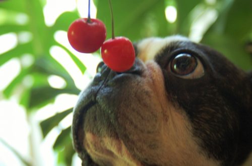 絶対に口にさせてはダメ！犬が食べてはいけない害のある食べ物リスト