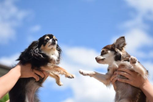 【初心者向け】子犬のしつけはいつから？順番としつけ方