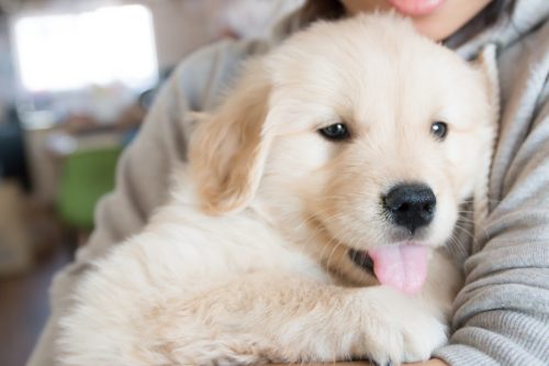 「犬を飼う」魅力！ワンちゃんを家族に迎えともに生活するメリット