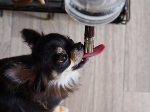これだけは揃えたい！子犬を飼うために準備しておきたいグッズ