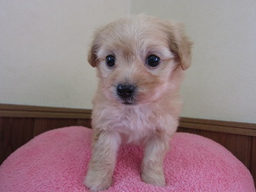 小野ブリーダー1