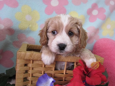 小野ブリーダー3