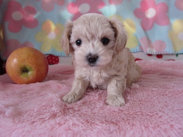 小野ブリーダー4