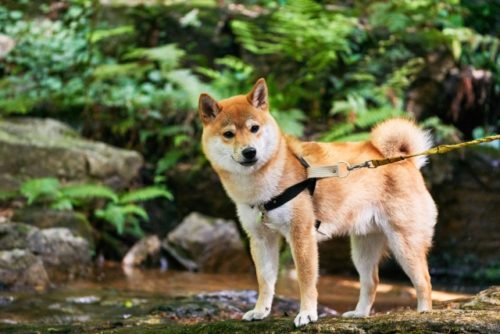 柴犬には種類がある 川上犬 美濃柴 縄文柴とは ブリーダーナビ