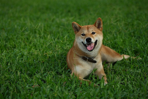 柴犬の寿命はどのくらい ギネス記録や長生きのためにできること ブリーダーナビ