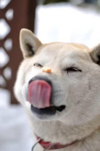柴犬の気持ち ヒコーキ耳 しっぽや表情から何を読み取れる ブリーダーナビ 柴犬の気持ち ヒコーキ耳 しっぽや表情から何を読み取れる ブリーダーナビ