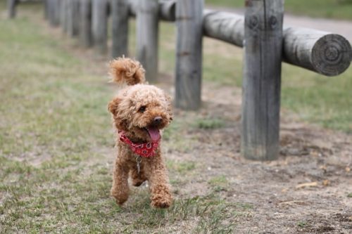 愛犬と飛行機に乗るために、必要な準備と解決すべき疑問を紹介