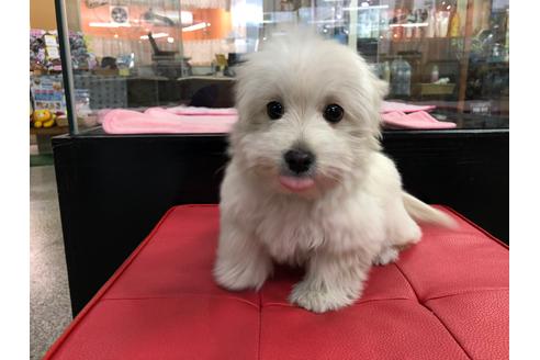 マルックスは温厚で飼いやすい性格 容姿や寿命は 子犬の購入先は ページ 3 ブリーダーナビ マルックスは温厚で飼いやすい性格 容姿や寿命は 子犬の購入先は ページ 3 ブリーダーナビ