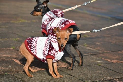 犬の服にはこんな意味が メリットとデメリット ご存知ですか ブリーダーナビ