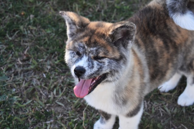 秋田犬のお世話や散歩に！初心者にも使える便利グッズをご紹介！