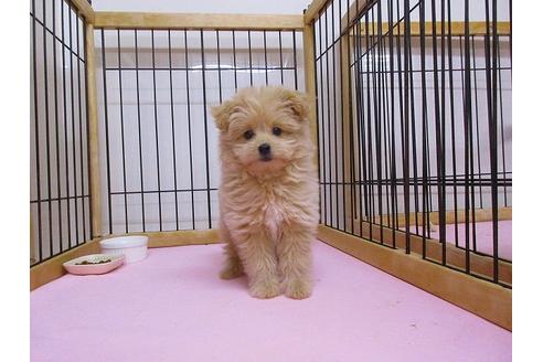 ポメプーの性格・特徴・寿命は？飼いやすい？両親犬のどっちに似る？