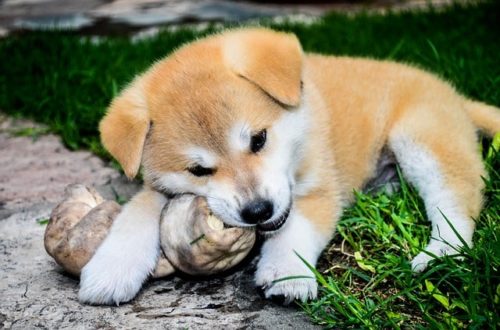 秋田犬を飼う準備！室内・室外どちらで飼えばいい？必要なグッズも紹介