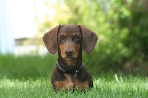 働く犬はどんなのがあるの 種類について解説 ブリーダーナビ 働く犬はどんなのがあるの 種類について解説 ブリーダーナビ