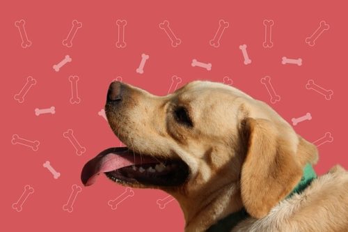 食欲旺盛なラブラドールレトリーバーに適量のごはんを食べさせたい ページ 3 ブリーダーナビ