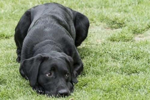 おとなしい犬種とは おすすめ9選 ブリーダーナビ