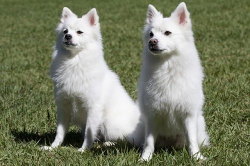犬の多頭飼いは難しい メリットやデメリット 注意点 ブリーダーナビ 犬の多頭飼いは難しい メリットやデメリット 注意点 ブリーダーナビ