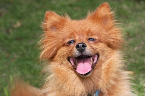 愛犬と一緒に♪ワンちゃんにまつわる神社やお寺でご利益アップ！