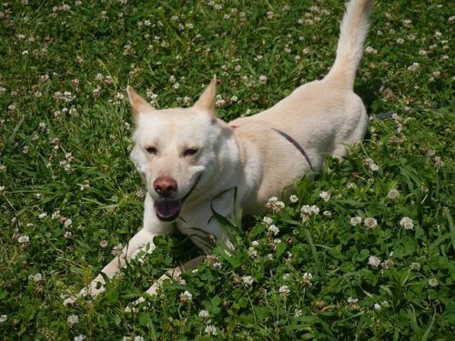 原っぱでくつろぐ犬