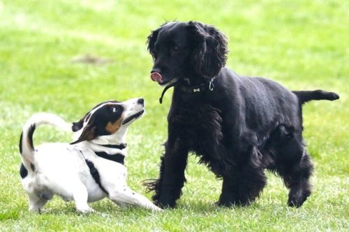 戯れる犬たち