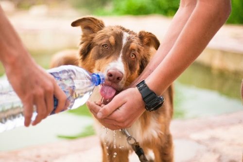 水を飲む犬