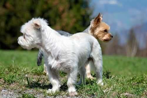 犬のカップル