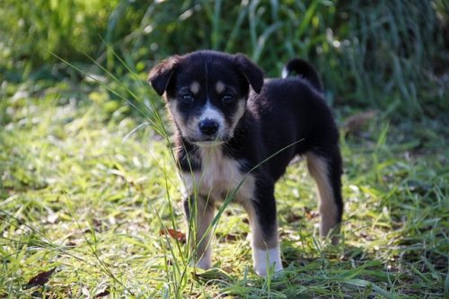 草むらに子犬