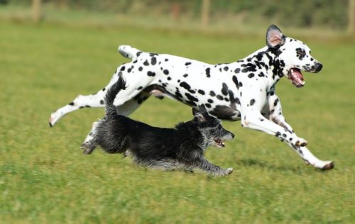 しっぽで犬の気持ちを知ろう 振り方や上に巻く だらんなど ブリーダーナビ