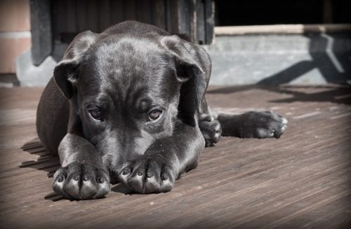 犬の嫌いな匂いって 鋭い嗅覚はしつけにも活用できる ブリーダーナビ