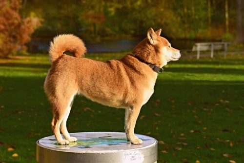 しっぽで犬の気持ちを知ろう 振り方や上に巻く だらんなど ブリーダーナビ