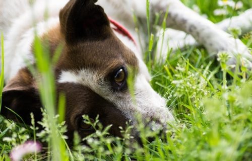 食べてはいけない植物って 愛犬を守るために注意すべき草花を解説 ブリーダーナビ