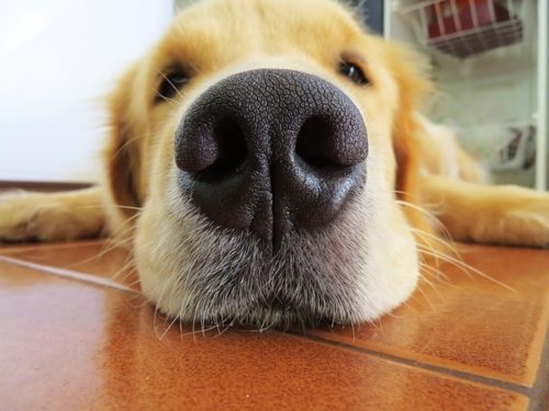 犬の嫌いな匂いって 鋭い嗅覚はしつけにも活用できる ブリーダーナビ