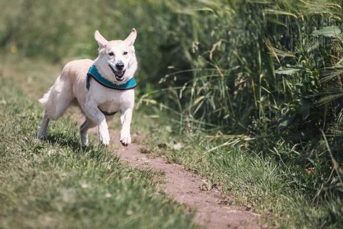 しっぽで犬の気持ちを知ろう 振り方や上に巻く だらんなど ブリーダーナビ