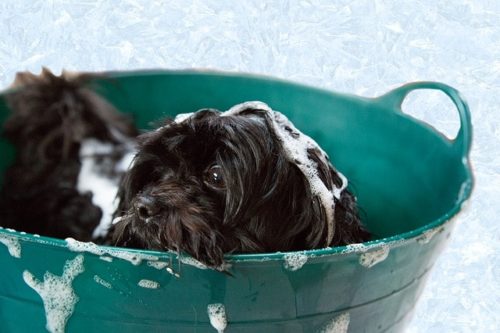 シャンプー中の犬