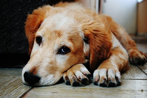 犬が苦手な音ってどんな音？嫌がる音に慣れさせる方法とは