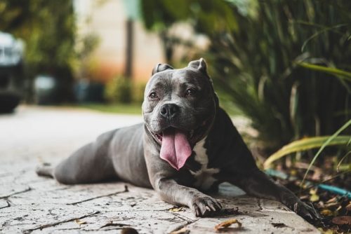 食べてはいけない植物って？愛犬を守るために注意すべき草花を解説